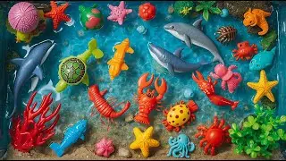 Энциклопедия морской жизни: 100 морских обитателей