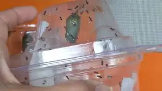 Chalcid Wasp Monarch Pupa