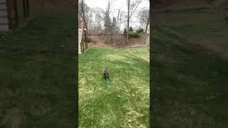 Blue Bay Shepherd Missed It By That Much 🤏🏼 🐺