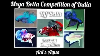 MEGA BETTA COMPETITION OF INDIA -DFF BETTA HOBBYIST COMPETITION
