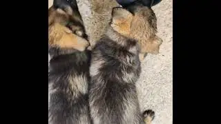 7 Week Old Working Line German Shepherd Pups