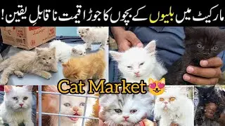 Cat Market 😺 😻 Saddar Karachi Update || Billi ki Market || 17 March 2024 #cats #babapetsinfo #cat