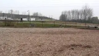 Riley playing at McLennan Dog Park - Barlee's Angels Rescue Network