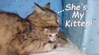 The Adopted Kitten Cuddles Big Cat when she's feels Scared, POOR KITTEN Nursed by Foster MOM CAT