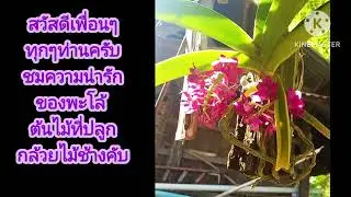 สวัสดีทุกๆคนชมต้นไม้ สัตว์เลี้ยงน้องพะโล้กันคับ#ท่องเที่ยว#สัตว์เลี้ยง#แมว 