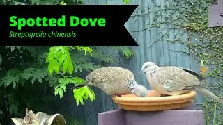 Spotted Dove | Birds of Australia | Campark T75 digital wildlife camera