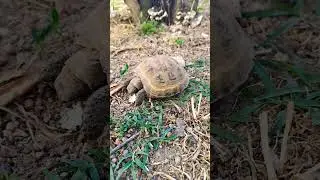 #turtle#homeanimals