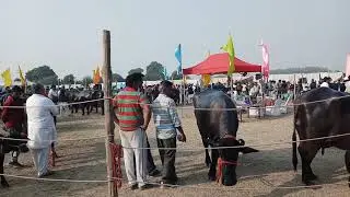 Murrah buffalo milk beauty competition ndri karnal