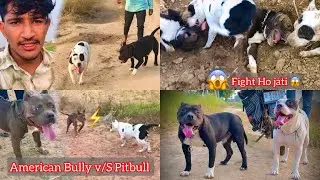 Rock Meet Aggressive 😡Pitbull Dog But Fight Ho Jati || American Bully V/S Pitbull || Full Vlog