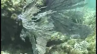 My gay suba diving video.