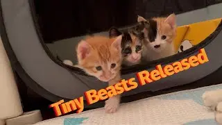 Tiny Beasts, First Day Out