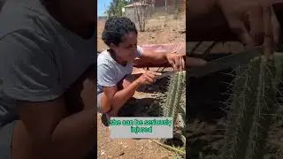 Dangerous Cactus Harvest in South Africa! 🌵⚠️