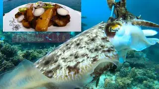 Catch & Cook Cuttlefish