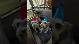 Happy 4th Birthday Milo&Shiloh! 💙❤️🐾 #dogbirthday #dogbirthdayparty #minischnauzers
