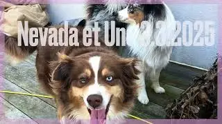 Saillie de Nevada avec Uno le 3 mars 2025 chiot mini berger australien
