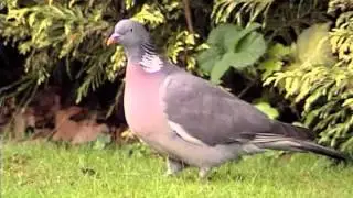 Sporting Pigeon Shooting Introduction