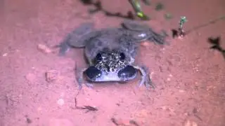 Euphlyctis cf. mudigere