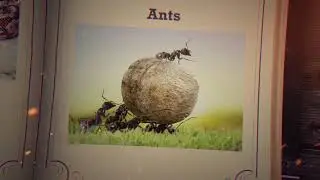 Lessons in Wisdom from the Animal Kingdom