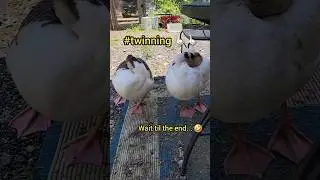 Twinning honkers #geese