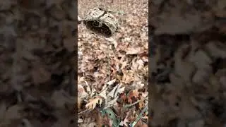 Found a cool bird nest comment down below what ￼ kind of bird ￼you think it is
