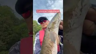 Common snakehead #haruan  #fishing #chiangmai #big #wild #lure #thailand #river #reservoir