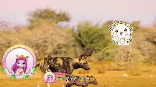 Filly Funtasia's Colourful Animals World - season 2 - The African wild dog's home has a 