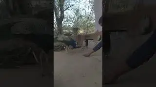 Paltu mor