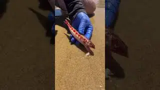 Catching Beach Worms #fishing #handfish #carp #fish #carpfishing #shark #bigfish