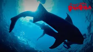 Drag Artists Swim with Sharks! | Dragula 666