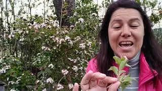 Abelia mosanensis