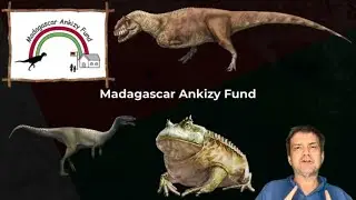 Madagascar Fossils That Give Back: Casts That Support Ankizy.org