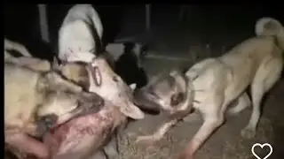 Kurt belgeseli yeni wolf documentary dogs and shepherds vs wolf