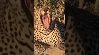 #leopardwatch #wildmoment #animalinstincts #naturecloseup #untamedlife #predatorvibes