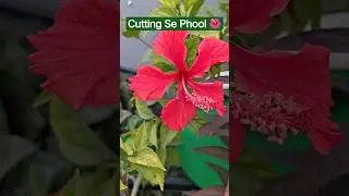 Life's Lessons from the Gudhal Plant 🌺 | Terrace Garden #Shorts #YtShorts
