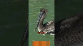 5 Mind-Blowing Facts about Brown Pelicans #animals #nature #birds #shorts