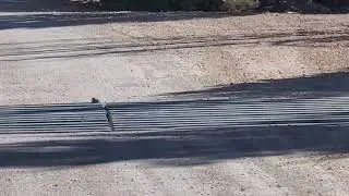  Meet the REAL Cattle Guard! 🤯 Cutest Ground Squirrel Ever