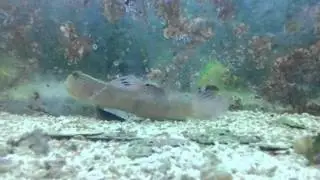 Goby-Blue Spotted Watchman 9-24-11