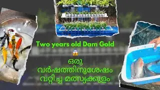 ഒരു വർഷത്തിനുശേഷം വറ്റിച്ച മത്സ്യക്കുളം #abhiscafe