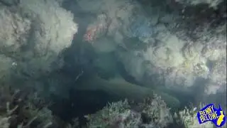 Diving Inshore FNQ