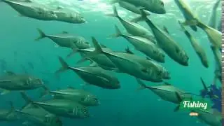 Fishing staff is the world best free fishing blog
