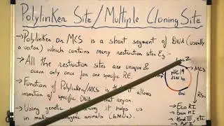 What is A Polylinker Site or Multiple Cloning Site(MCS) in a DNA vector/ plasmid ?