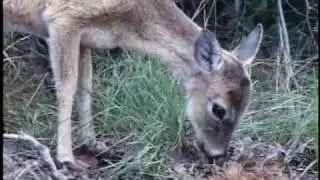 Miniature Deer in Florida Keys