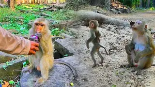 Today, this evening i'm helping feed milk and food to monkey RB Leo & Luna with other monkeys to eat