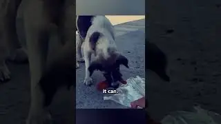 Stray Dog Takes Food to Feed Her Puppies 🥺❤️