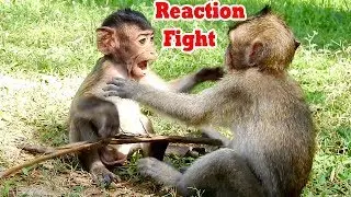 Angry...Small Boy Carlino Want Fight Back Brother Want Hurt Him | So Stronger Orphan Baby Monkey
