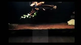 Raubfisch Aquaristik Best Moment's #aquarium