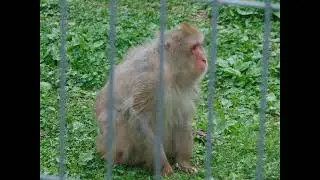 Посещение парка птиц летом 2023/Visit to the Bird Park in summer 2023