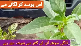 How to grow Basil plant care and tips. اس پودے کے پتے یوراک ایسڈ میں مفید ہیں