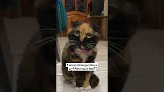 Страшко. #cat #харків #ukraine #котики #україна #vet #video #catlovers #love #cute #like #pets #fps
