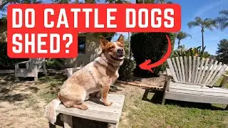 Do Australian Cattle Dogs Shed? The Answer Might Surprise You